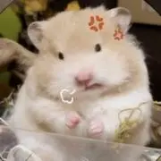 ゆの画像