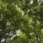 hanahanaの画像