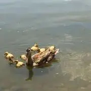 ニコニコの画像