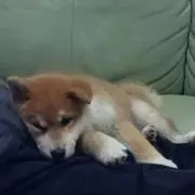 robu