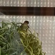トラ次の画像
