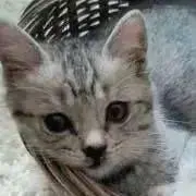 NOKOの画像
