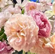 Fiore 購入者様プロフ必読の画像