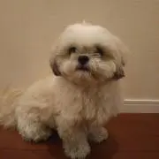 えつごんの画像