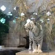 とれのの画像