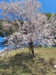 fleur(フルール)の画像