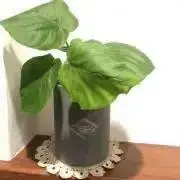 あんころもちの画像