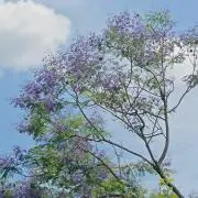 はり助の画像