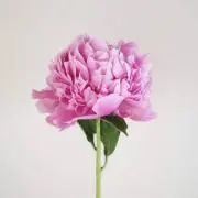 ちゃむの画像