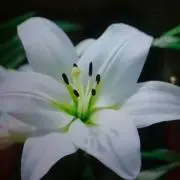 リリー（プロフ読んで下さい）の画像