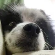 さもはんの画像