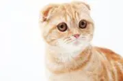 riの画像