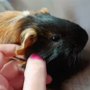 たんたんこ