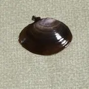 ʚの画像