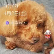 モコの画像
