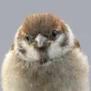 dAntsの画像