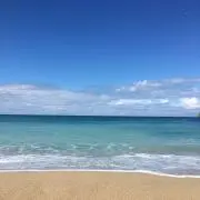 りんごの画像
