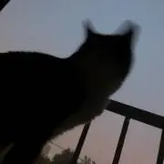 Rの画像