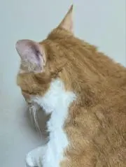 るるの画像