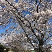 てるの画像