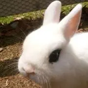 はっしーの画像