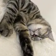 てぽまるᵕ̈* プロフ必読の画像