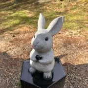 しろうさぎの画像