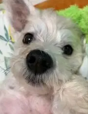 (っ´ω`c)プー♡の画像