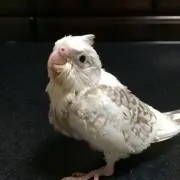 クッキー⭐︎