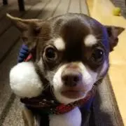 チロの画像