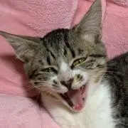 あききの画像
