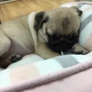 mikaの画像
