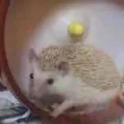 エノサンの画像