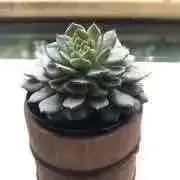 sun sunの画像