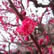 しんや