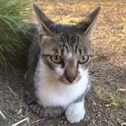からの画像
