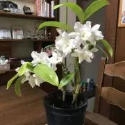 おこぶの画像