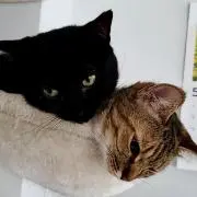 Ririの画像
