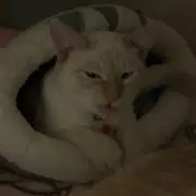 即購入可◎プロフ必読の画像