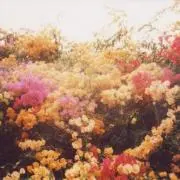 sola