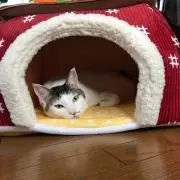 Parkchii