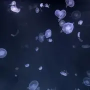 honokaの画像