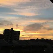 こっこの画像