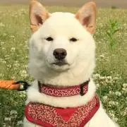 ぽち