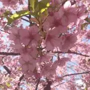 いちごの画像
