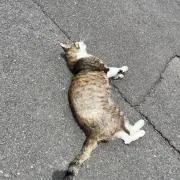 ねこすき
