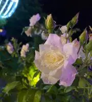 nattiの画像
