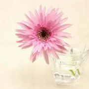 ●MALON●の画像