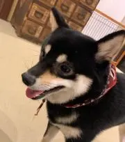 Suzyの画像