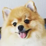 ゆず